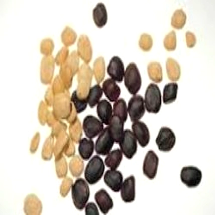 TAMARIND KERNEL POWDER-3
