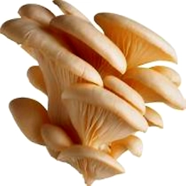 BOPPANA MUSHROOMS AND TRUFFLES