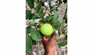 Taiwan Pink Guava
