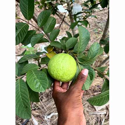 Taiwan Pink Guava-12648421