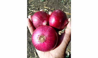 Onions
