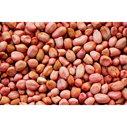 Ground Nut-1