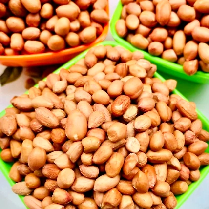 Ground Nut-2