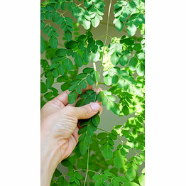 earthara organic moringa powder