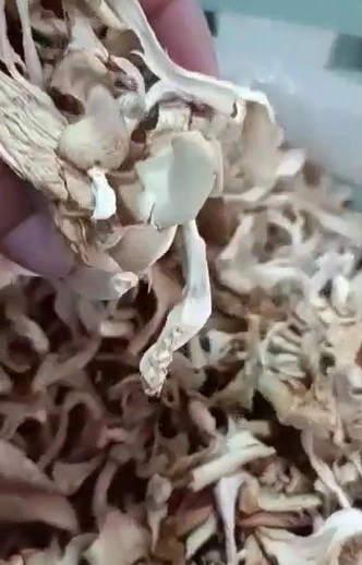 Dry Mushrooms-12648955