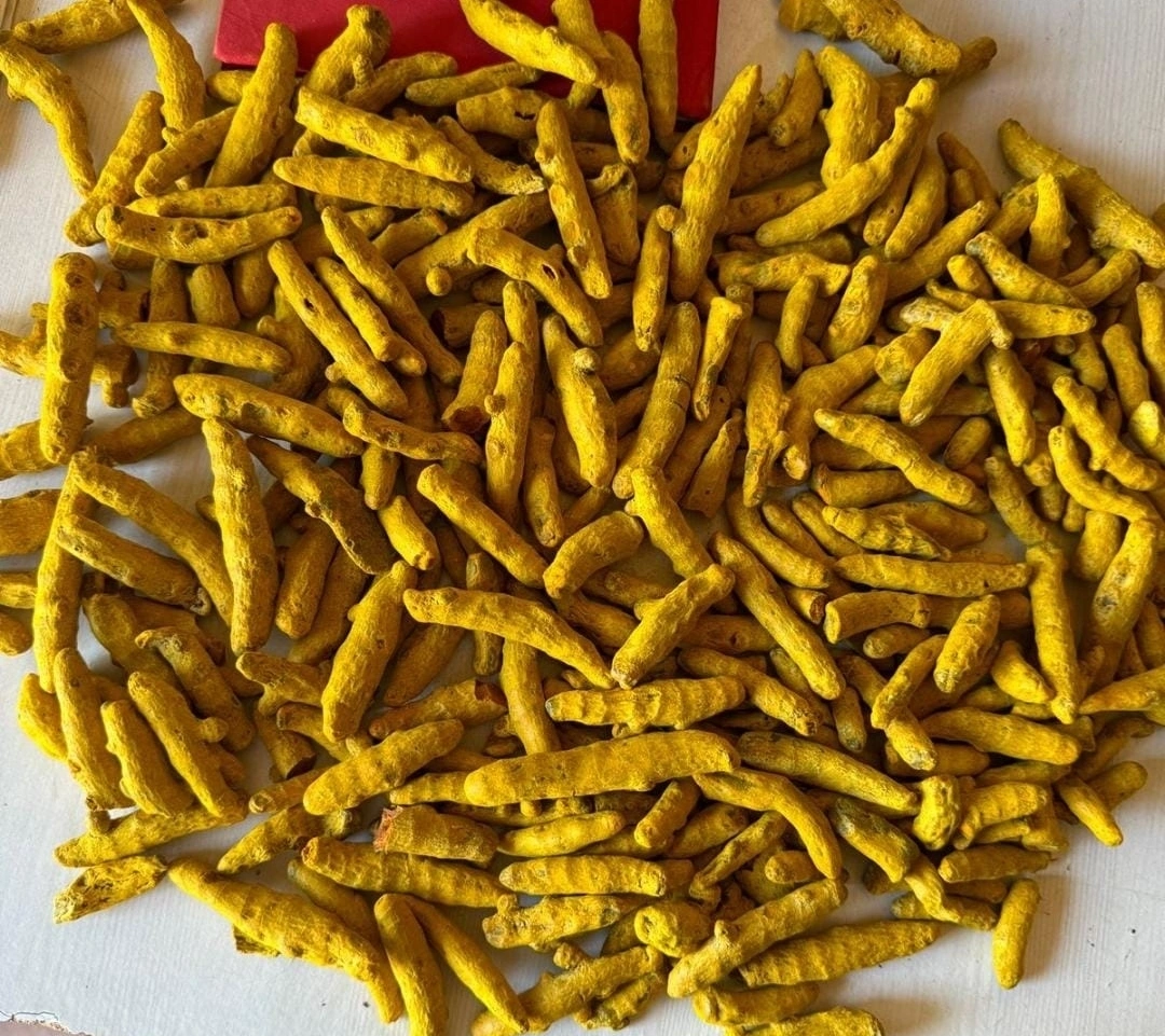 Finger Turmeric-2