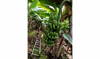Fresh banana