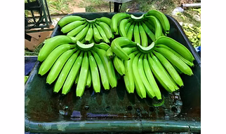 G9 Cavendish Banana