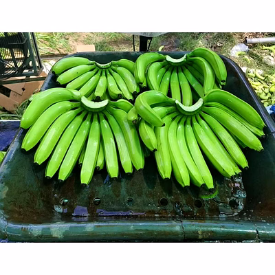 g9 cavendish banana