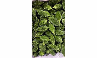 Bitter Gourd (Karela)