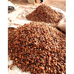 Mohua Flowers Seeds (Madhuca indica longfolio)