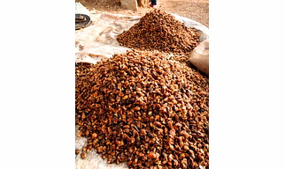 Mohua Flowers Seeds (Madhuca indica longfolio)