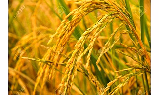 organic Rice