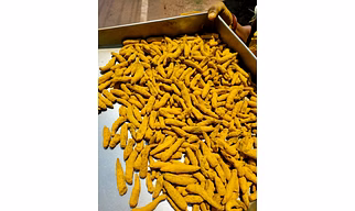 Turmeric Finger (Laka Dong)