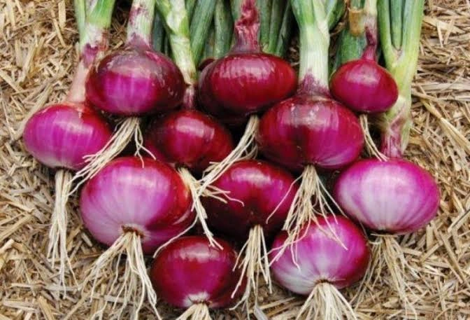 Red onion-1