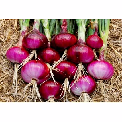 Red onion-1