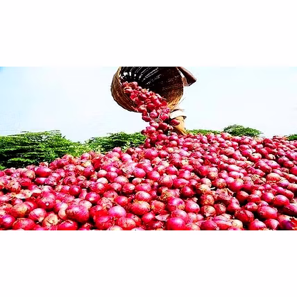 Red onion-2