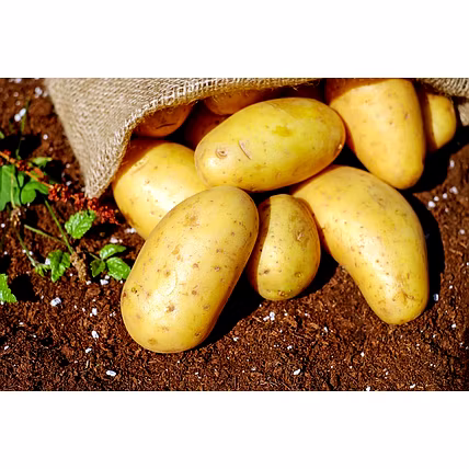 Potatoes-12653727