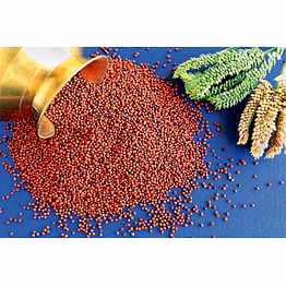 ragi