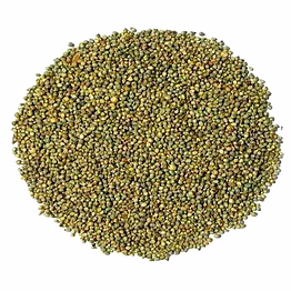 pearl millet