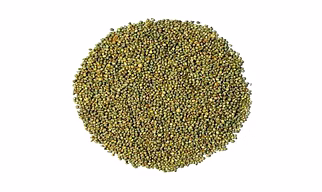 PEARL MILLET