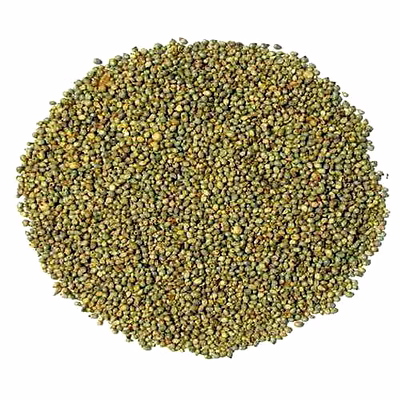 pearl millet
