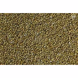browntop millets