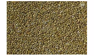 BROWNTOP MILLETS