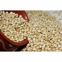 sorhgum (jowar)
