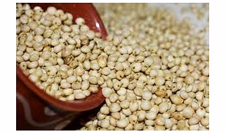 SORHGUM (JOWAR)