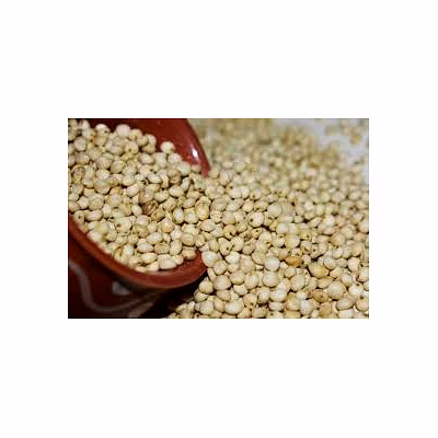 sorhgum (jowar)