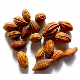 TERMINALIA CHEBULA (HARITAKI)