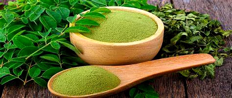 MORINGA OLEIFERA (MORINGA) LEAVES\POWDER image 2