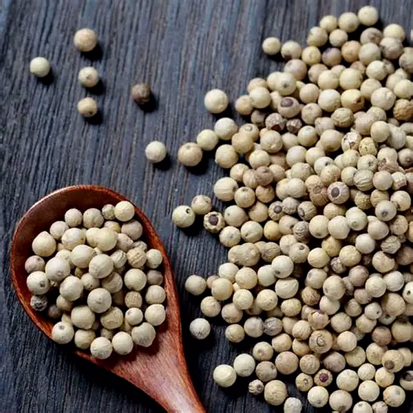 White Pepper (Piper nigrum) image 2