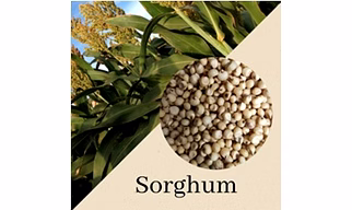 Sorghum Millet - Jowar