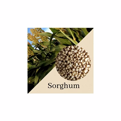 sorghum millet - jowar