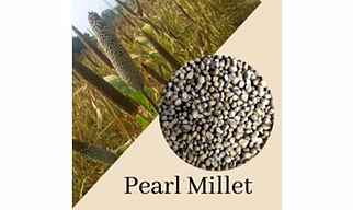 Pearl Millet - Bajra
