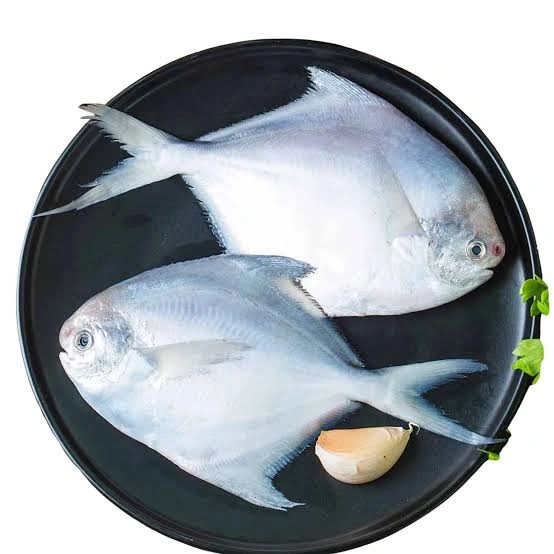 Tilapia fish-12653067