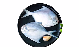 Tilapia fish
