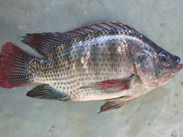 Tilapia fish-2