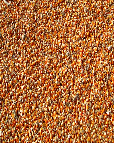 Maize-1