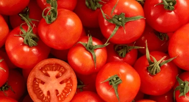 Fresh Tomatoes-12653975