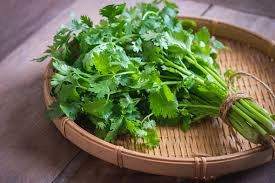 GREEN CORIANDER-12654187