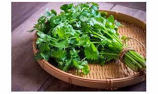 GREEN CORIANDER