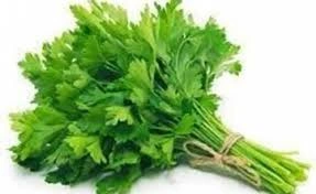 GREEN CORIANDER-2