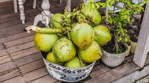 FRESH GREEN COCONUT-12654431