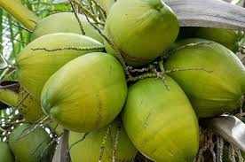 FRESH GREEN COCONUT-1