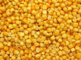 FROZEN AND DREID CORN(MAIZE)-12654439