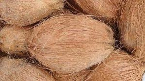 SEMI HUSKED COCONUT-12654445