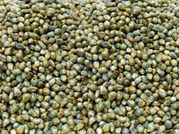 GREEN MILLET-2